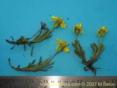 Image of Senecio sp. #1525 (). Click to enlarge parts of image.