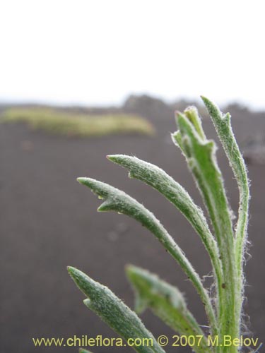 Senecio sp. #1525の写真