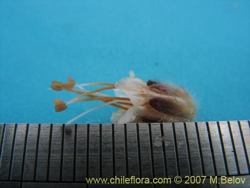 Image of Phacelia secunda (Flor de la cuncuna). Click to enlarge parts of image.