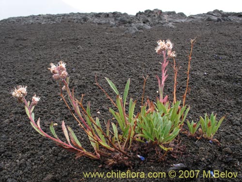 Image of Phacelia secunda (Flor de la cuncuna). Click to enlarge parts of image.