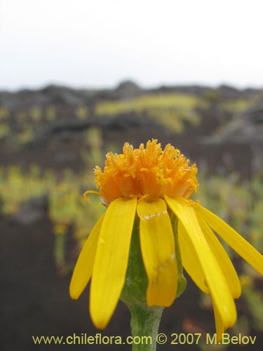 Фотография Senecio sp.  #1552 (). Щелкните, чтобы увеличить вырез.