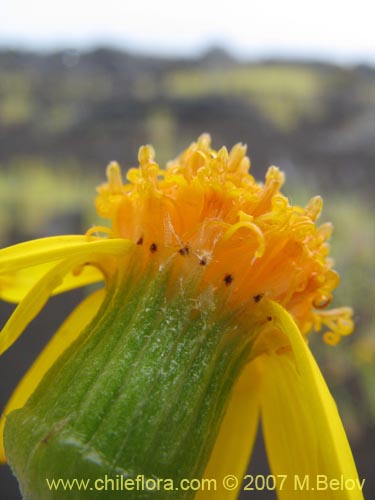 Фотография Senecio sp.  #1552 (). Щелкните, чтобы увеличить вырез.