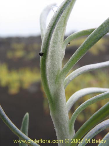 Senecio sp.  #1552の写真