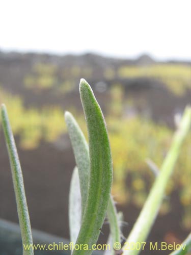 Senecio sp.  #1552の写真