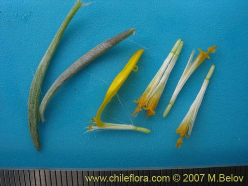 Image of Senecio sp.  #1552 (). Click to enlarge parts of image.