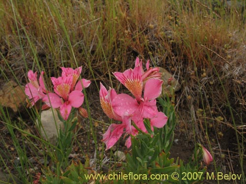 Bild von Alstroemeria presliana ssp. australis (). Klicken Sie, um den Ausschnitt zu vergrössern.