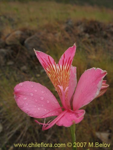 Image of Alstroemeria presliana ssp. australis (). Click to enlarge parts of image.