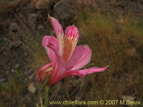 Image of Alstroemeria presliana ssp. australis (). Click to enlarge parts of image.