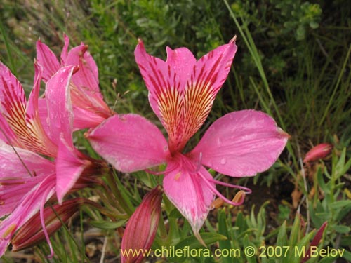 Bild von Alstroemeria presliana ssp. australis (). Klicken Sie, um den Ausschnitt zu vergrössern.