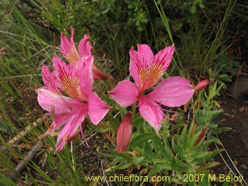 Imágen de Alstroemeria presliana ssp. australis (). Haga un clic para aumentar parte de imágen.