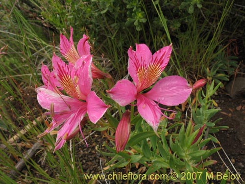 Alstroemeria presliana ssp. australis的照片