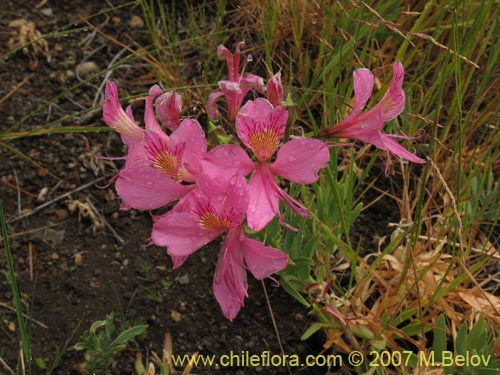 Bild von Alstroemeria presliana ssp. australis (). Klicken Sie, um den Ausschnitt zu vergrössern.