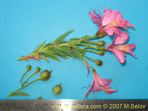 Alstroemeria presliana ssp. australis的照片