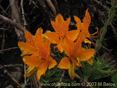 Image of Alstroemeria aurea (Alstromeria dorada / Amancay / Liuto / Rayen-cachu). Click to enlarge parts of image.