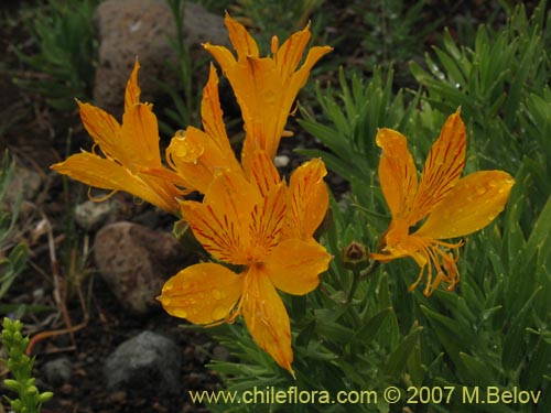 Image of Alstroemeria aurea (Alstromeria dorada / Amancay / Liuto / Rayen-cachu). Click to enlarge parts of image.