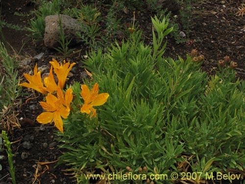 Image of Alstroemeria aurea (Alstromeria dorada / Amancay / Liuto / Rayen-cachu). Click to enlarge parts of image.