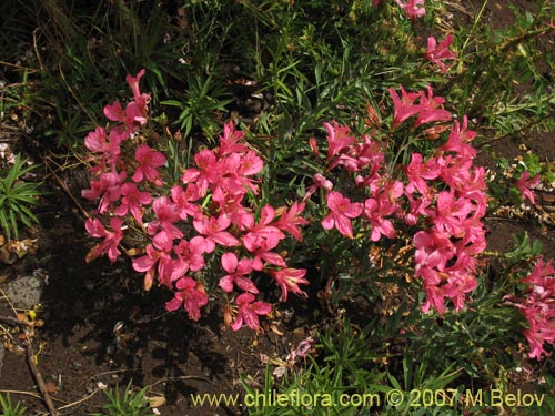 Alstroemeria presliana ssp. australisの写真