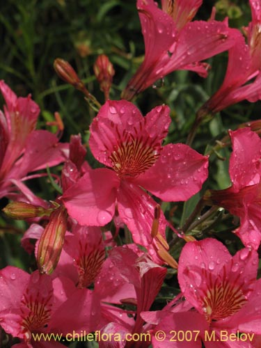 Bild von Alstroemeria presliana ssp. australis (). Klicken Sie, um den Ausschnitt zu vergrössern.