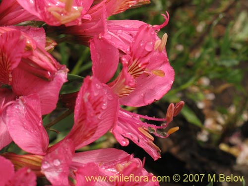 Фотография Alstroemeria presliana ssp. australis (). Щелкните, чтобы увеличить вырез.