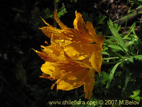 Image of Alstroemeria aurea (Alstromeria dorada / Amancay / Liuto / Rayen-cachu). Click to enlarge parts of image.