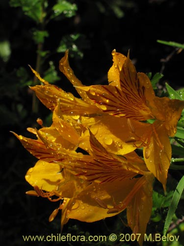 Image of Alstroemeria aurea (Alstromeria dorada / Amancay / Liuto / Rayen-cachu). Click to enlarge parts of image.