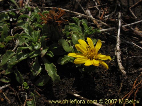 Imgen de Haplopappus sp.  #1598 (). Haga un clic para aumentar parte de imgen.