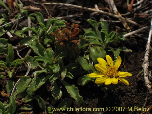 Bild von Haplopappus sp. #1598 (). Klicken Sie, um den Ausschnitt zu vergrössern.