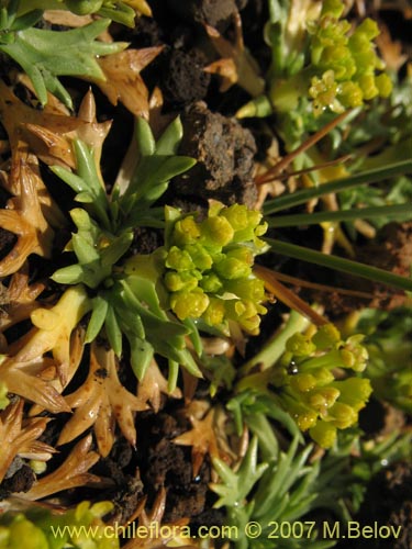 Bild von Azorella trifurcata (). Klicken Sie, um den Ausschnitt zu vergrössern.