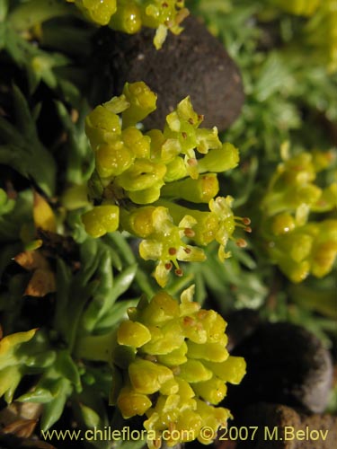 Image of Azorella trifurcata (). Click to enlarge parts of image.