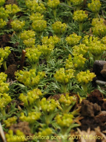 Bild von Azorella trifurcata (). Klicken Sie, um den Ausschnitt zu vergrössern.