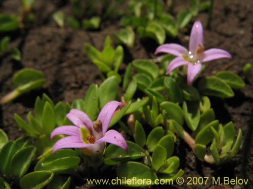 Lobelia oligophylla의 사진