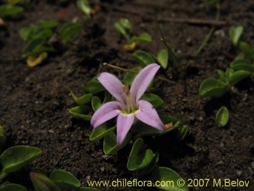 Фотография Lobelia oligophylla (). Щелкните, чтобы увеличить вырез.