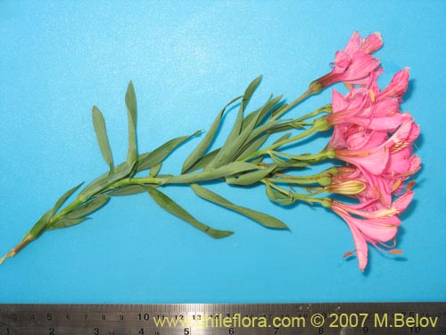 Фотография Alstroemeria presliana ssp. australis (). Щелкните, чтобы увеличить вырез.