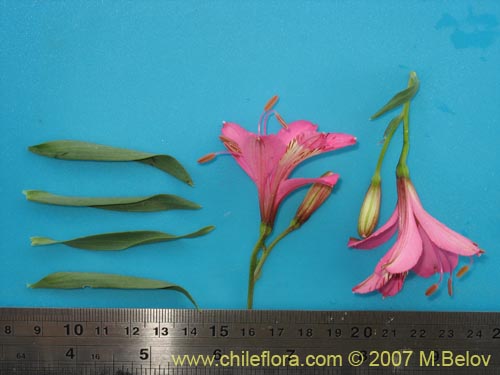 Bild von Alstroemeria presliana ssp. australis (). Klicken Sie, um den Ausschnitt zu vergrössern.