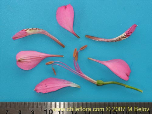 Alstroemeria presliana ssp. australis的照片