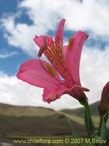 Bild von Alstroemeria presliana ssp. australis (). Klicken Sie, um den Ausschnitt zu vergrössern.