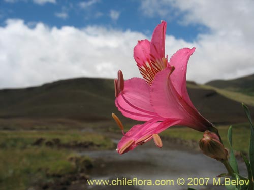 Фотография Alstroemeria presliana ssp. australis (). Щелкните, чтобы увеличить вырез.