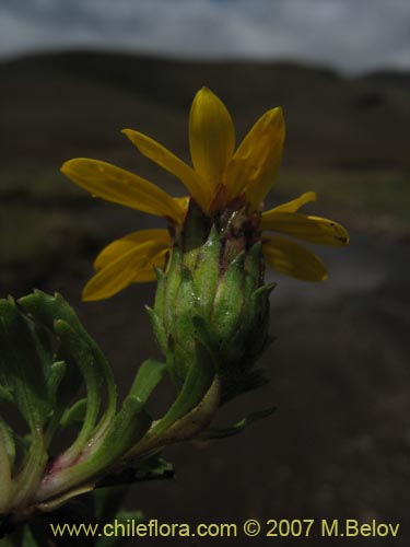 Bild von Haplopappus sp. #1598 (). Klicken Sie, um den Ausschnitt zu vergrössern.