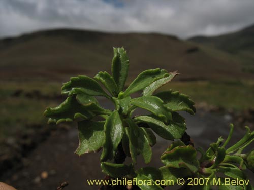 Imágen de Haplopappus sp. #1598 (). Haga un clic para aumentar parte de imágen.