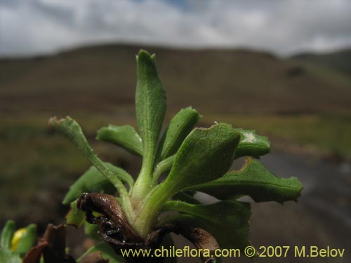 Imágen de Haplopappus sp. #1598 (). Haga un clic para aumentar parte de imágen.