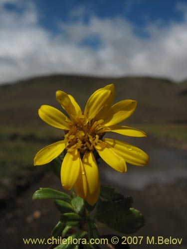 Haplopappus sp. #1598の写真