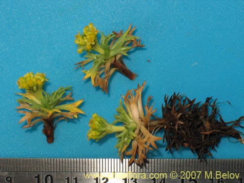 Azorella trifurcata的照片