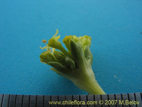 Azorella trifurcataの写真