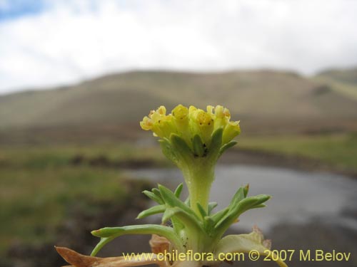 Фотография Azorella trifurcata (). Щелкните, чтобы увеличить вырез.