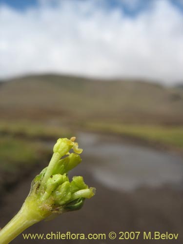 Imágen de Azorella trifurcata (). Haga un clic para aumentar parte de imágen.