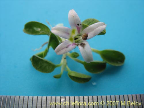 Lobelia oligophyllaの写真