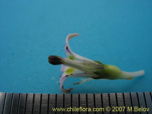 Bild von Lobelia oligophylla (). Klicken Sie, um den Ausschnitt zu vergrössern.