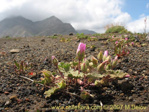 Image of Tarasa humilis (). Click to enlarge parts of image.