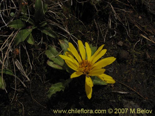 Haplopappus sp. #1683の写真