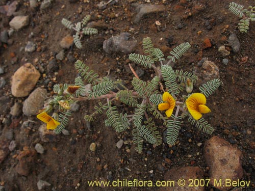 Imágen de Adesmia sp. #1770 (). Haga un clic para aumentar parte de imágen.